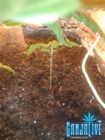 2014-06-17 19.18.35.jpg