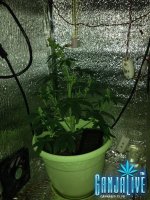 IMG_1258.JPG