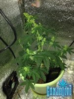 IMG_1263.JPG