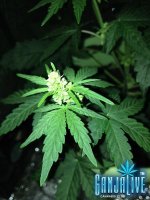 IMG_1265.JPG