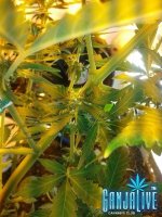 2014-06-25 19.24.19.jpg