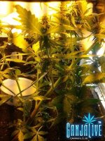 2014-06-26 20.09.53.jpg