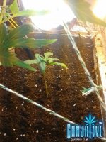 2014-06-29 02.55.51.jpg