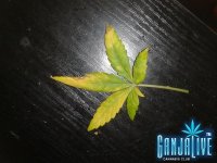 2014-06-25 19.23.32.jpg