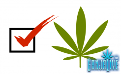 vote-marijuana.png