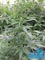 IMG_0346.JPG