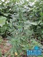 IMG_0347.JPG