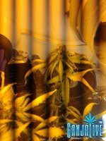 2014-07-12 04.09.20.jpg