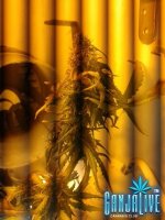 2014-07-12 04.09.26.jpg