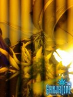 2014-07-12 04.09.46.jpg