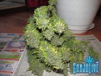 IMG_0365.JPG