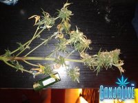 2014-07-14 21.50.34.jpg