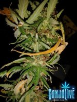 2014-07-14 21.53.16.jpg