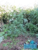 IMG_0455.JPG