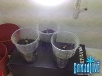 IMG_3101.JPG