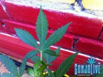 IMG_27431.JPG