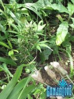 IMG_0497.JPG