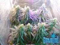 2014-07-04 16-36-19.JPG