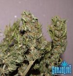 DSC04130 - копия.JPG