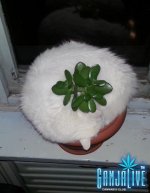 рай-перфекциониста-кот-живность-в-комментариях-еще-одна-1547120.jpeg