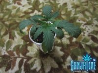 IMG_3317.JPG IMG_3317.JPG