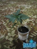 IMG_3321.JPG IMG_3321.JPG