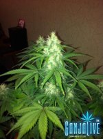 IMG-20141008-WA0007.jpg