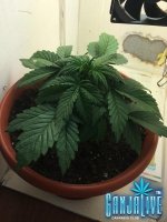 IMG_0135.JPG