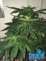 IMG_0158.JPG
