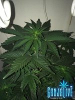 IMG_0159.JPG
