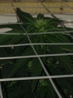 IMG_0168.JPG