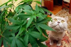 котэ-живность-песочница-конопля-1108786.jpeg