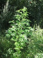 грин пойзон.jpg