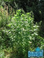 супер критикал ).jpg