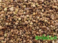 1361880396_marijuana-seeds.jpg