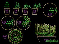 Как гнуть стебель.jpg
