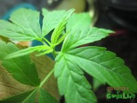 IMG_6162.JPG