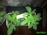 IMG_0162.JPG