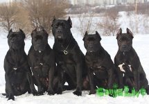apbt2.jpg