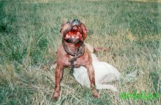 39782864_dogs2.jpg