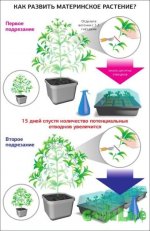 Материнское растение(1).jpg
