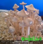 psilocybe_mexicana_1.jpg