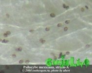 psilocybe_mexicana_spa.jpg