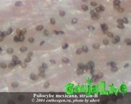 psilocybe_mexicana_spb.jpg