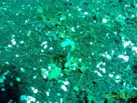 IMG_20141218_203046 (800x600).jpg