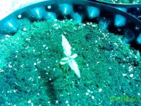 IMG_20141224_162025 (800x600).jpg