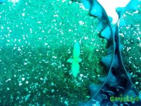 IMG_20141224_162045 (800x600).jpg