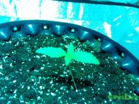 IMG_20141224_162053 (800x600).jpg