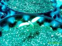 IMG_20141224_162100 (800x600).jpg