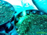 IMG_20141224_162109 (800x600).jpg